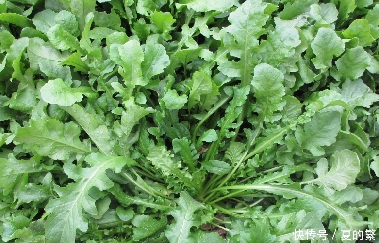 农村地里这4大野菜，认识三种算你厉害，全部都吃过算我输！