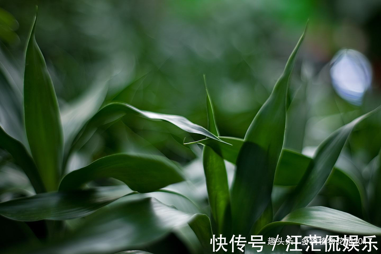 浇水|做到这四点，富贵竹常绿不发黄，富贵气儿十足