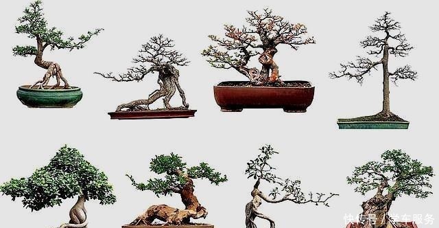 盆景爱好者挺多，事业成败大不同，这样分析，明白当爱好还是事业！