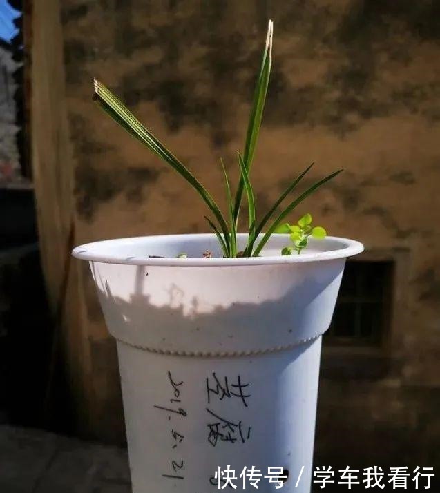 治疗兰花茎腐病，不要再浇药水，根本没有效果！