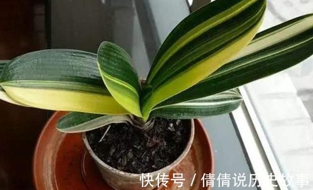 夏季的君子兰,记住几点,叶子整齐油绿纹路清晰,花期开花艳