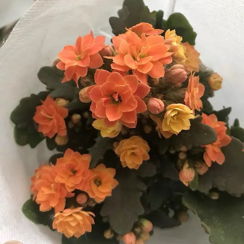 帕罗|45种长寿花，个个都是高颜值，家里养几盆，美得移不开眼
