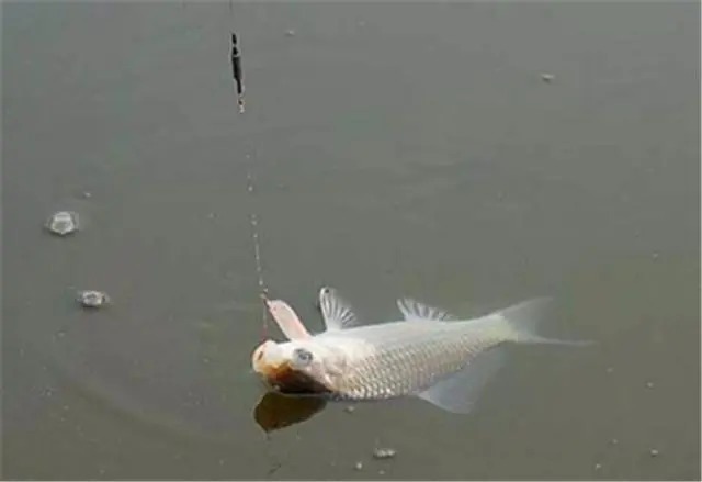 野钓|悄悄告诉你,你的铅坠一直用错了,这样用野钓无敌!