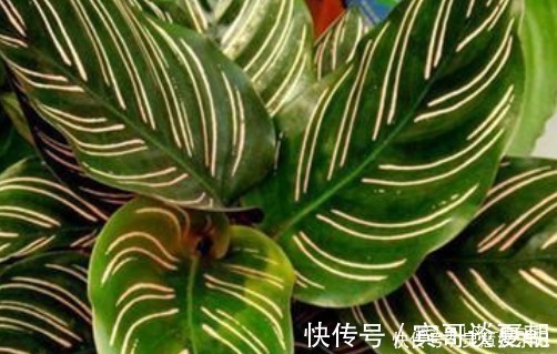 竹芋|这3种花最怕阳光,越阴凉越生长的旺!阳光晒反而活不长