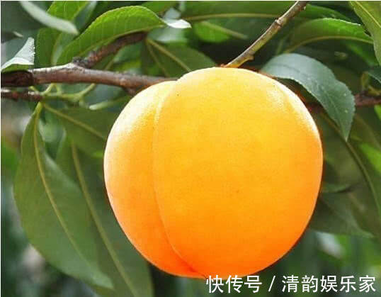 保养皮肤|医生提醒女性多吃以下5种水果,美容养颜,还能帮助身体排毒