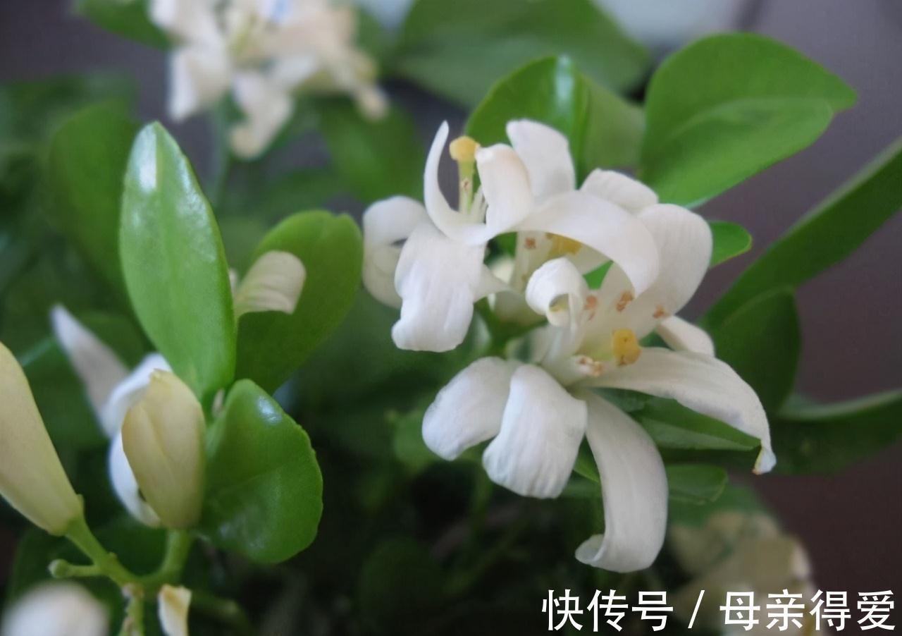 陈阿姨养七里香,加一点自制肥料,四季常青,花期开满一盆