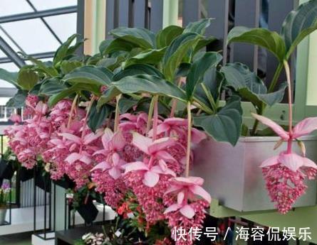 金边瑞香|4种花像“灯笼”，过年养“1盆”在家，很快长成“瀑布”，太美