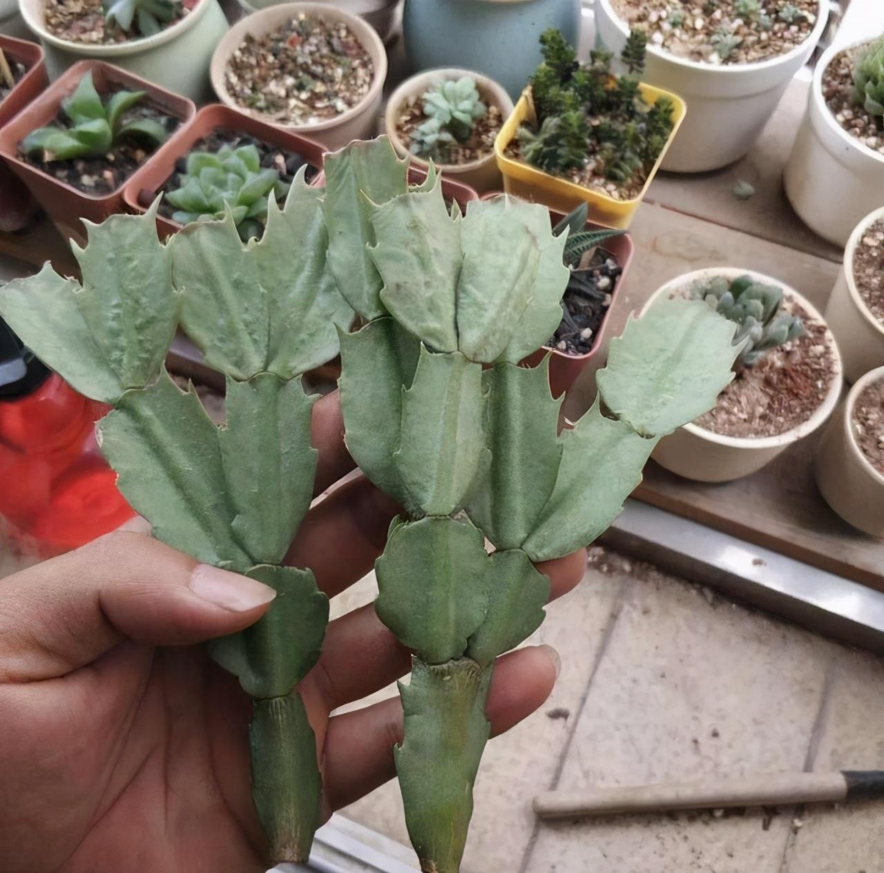 度夏|蟹爪兰掉叶子？2个“原因”解决好，叶子肥厚，度夏无压力