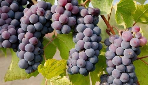 碳水化合物|夏天预防早衰，吃以下好食物，肌肤细腻，排毒活血，吃了变年轻