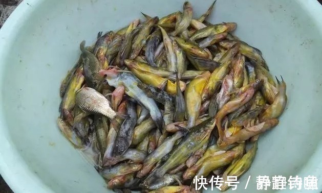 蚯蚓|爆钓黄骨鱼,一晚上拉了34斤!钓友全部看哭了!