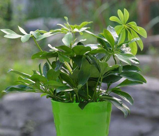 霜降|农历九月十八霜降后,养什么花?家里养3种花,繁花似锦飘香四溢