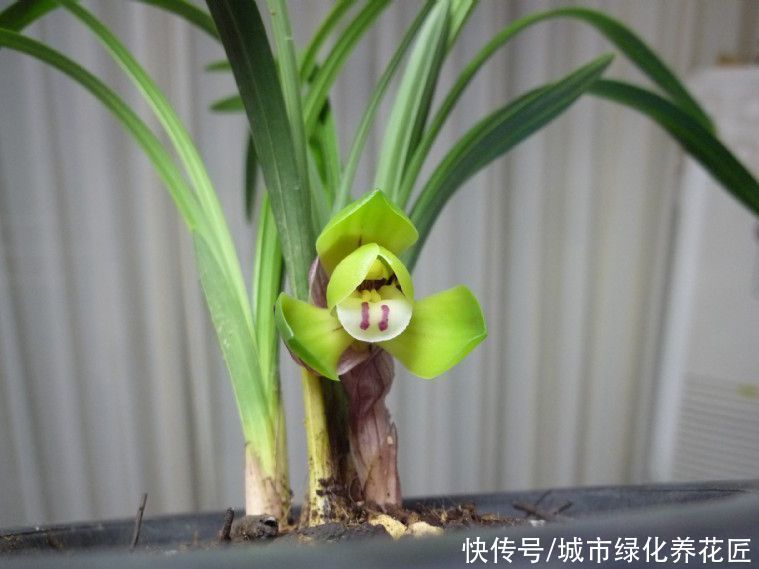 植料|浇水是门学问,有的人隔三差五勤浇水,兰花最后还是被干死