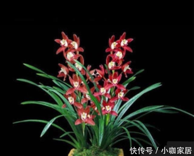 养护|墨兰开花后怎么养护花色娇艳?