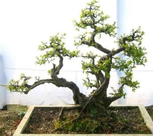 农村常见的榆树疙瘩，做成盆景，古朴苍劲，树姿潇洒