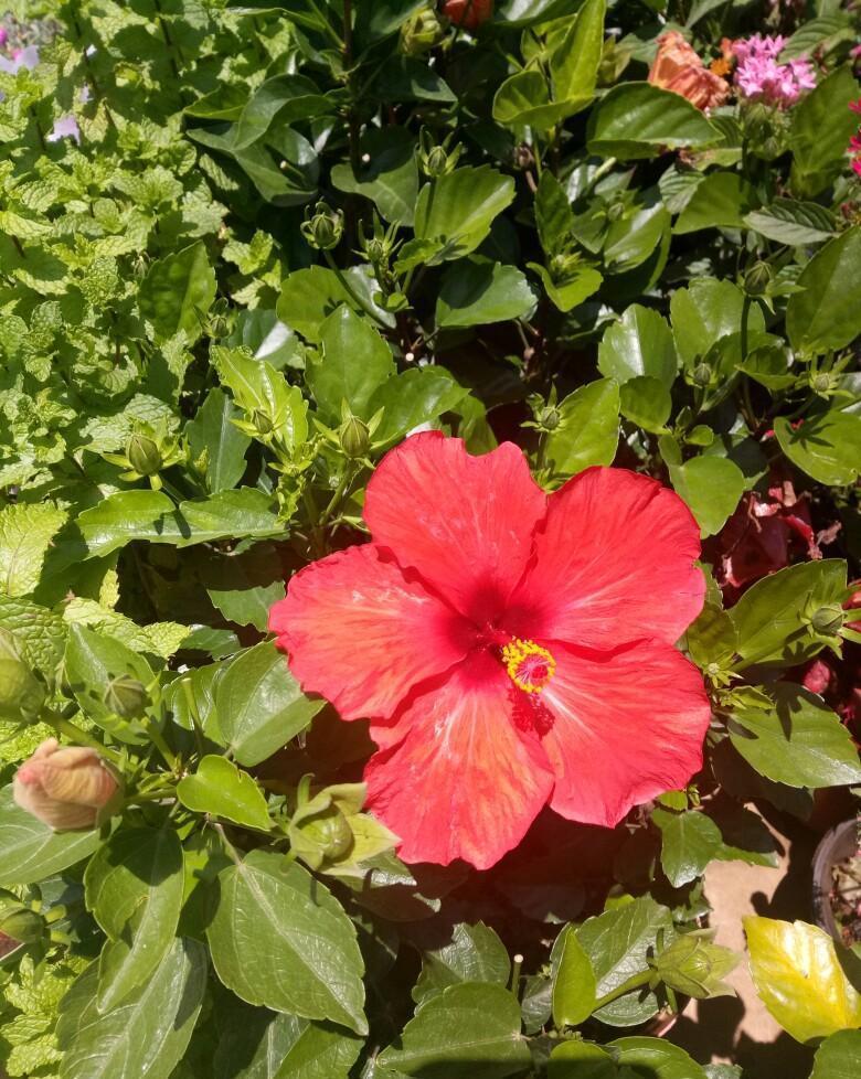 花市|逛逛花市,那就入手这两个品种吧,越热越好看呢