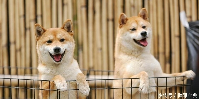 小不点|《向往的生活》小H开发布会,细数蘑菇屋的小可爱,你还记得几个