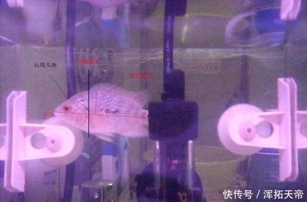 头座|小罗汉鱼怎么看起头!