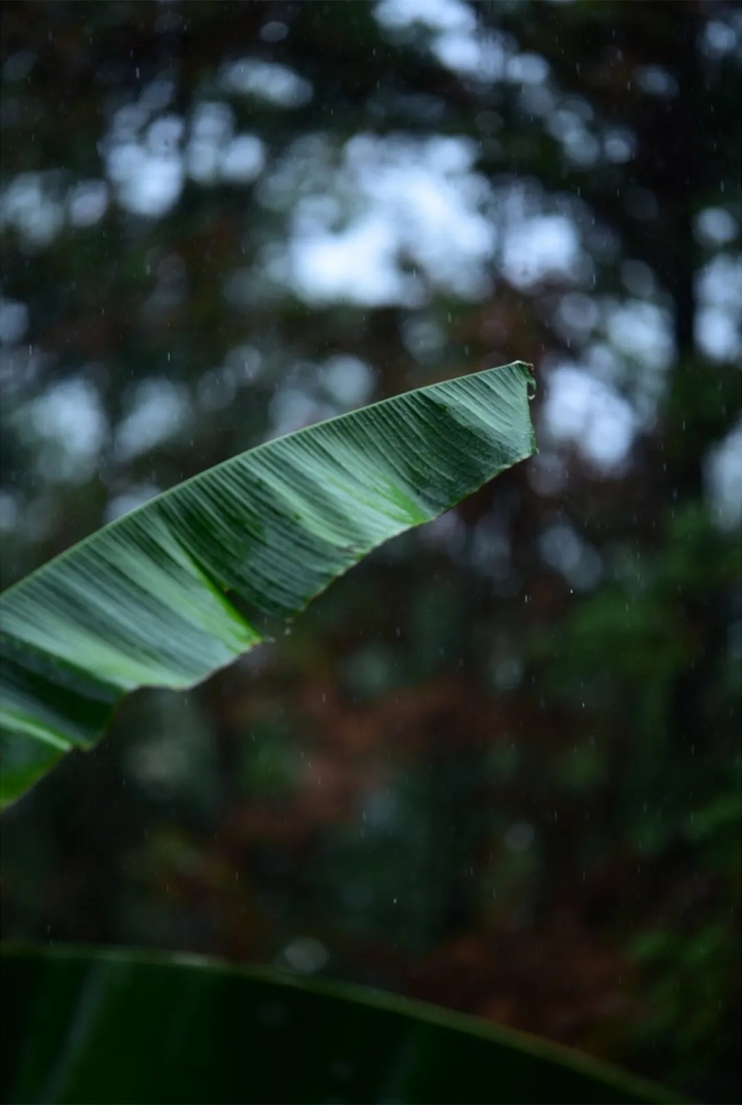 娇怯|雨打芭蕉，一枕清梦