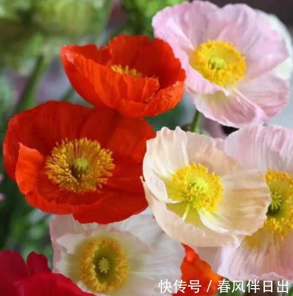 4种花高贵优雅,看了就让人沉醉,好养漂亮,一开就是300多天!