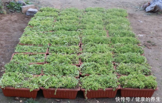 河边一“野草”，栽进花盆中，2个月爆盆，长大就成“心肝宝贝”！