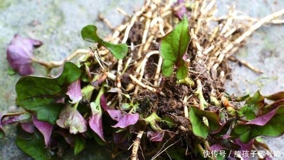 农村野外这常见的4种野菜，可都是货真价实的宝贝，你吃过几种？