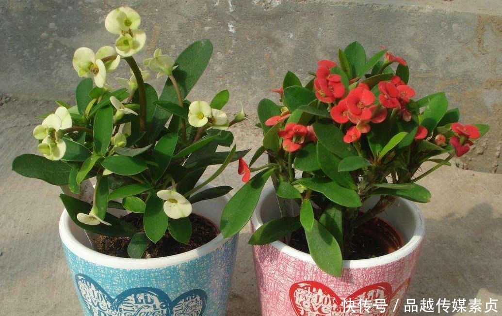 “它”才是名副其实的“开花机器”，耐寒又耐热，好养又漂亮！