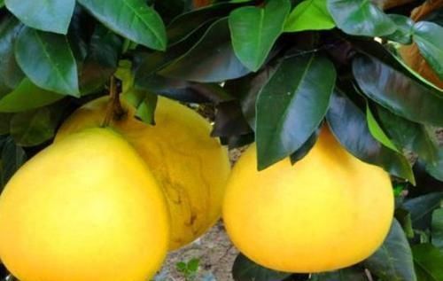 中年人想要身體好,3種食物不錯(cuò)過,排毒養(yǎng)顏,提高免疫力!