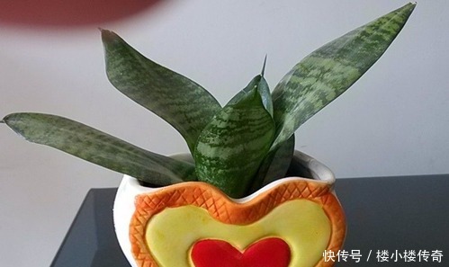 把它垫在花盆底,虎皮兰不烂根不黄叶,一年开花好几次!