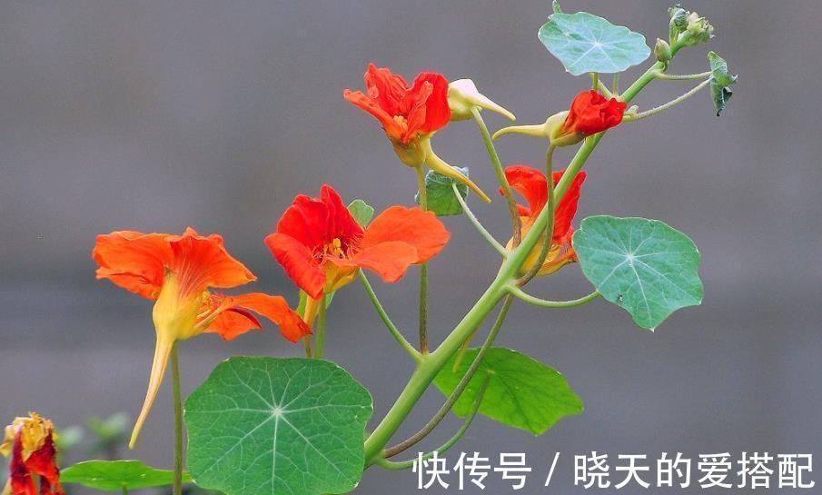 阳台|有个小阳台，养棵爬藤花，皮实好养绽放整个秋天，开出花瀑布