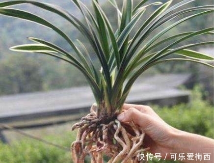 半年了,老妈对它不闻不问,一滴水没浇,没想到长的这么好