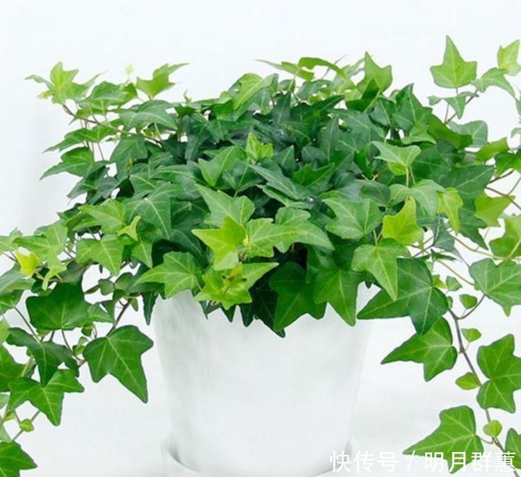 卫生间有异味,就养4种花,耐阴吸异味,养在卫生间高大尚