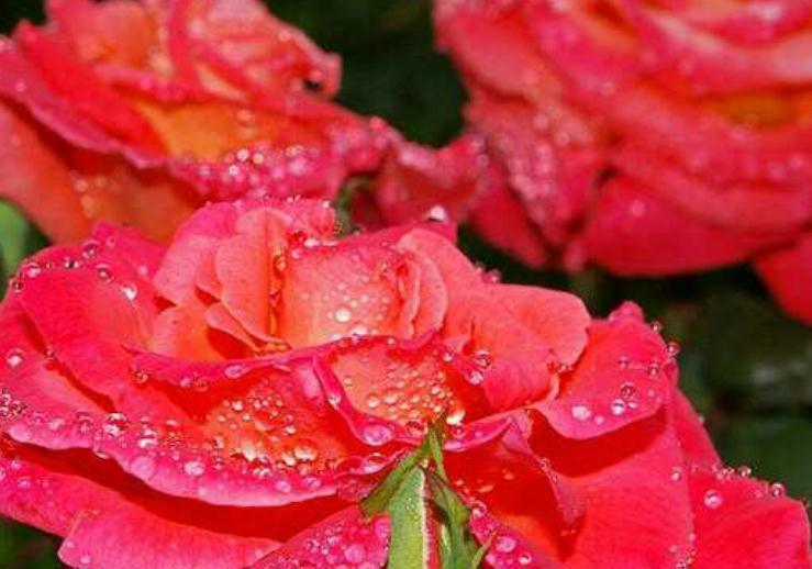 月季要养得吐水，秘方究竟是什么，快来了解一下