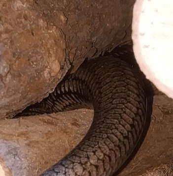 尾巴|收木头回家发现车上有一个尾巴，这是什么哈哈哈哈网友的回复亮了！