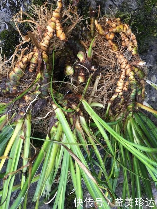 石菖蒲|1种生在水边的“野草”,人们视而不见,却是珍贵的“中草药”
