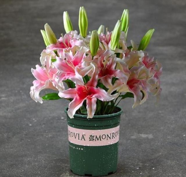  明年|今年的百合种球别扔了，教你1个小技巧，让它明年再次开花！