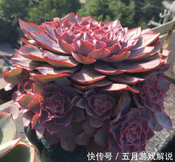 养多肉晚霞之舞,牢记掌握4个要点,叶片肥美自带仙气,美极了