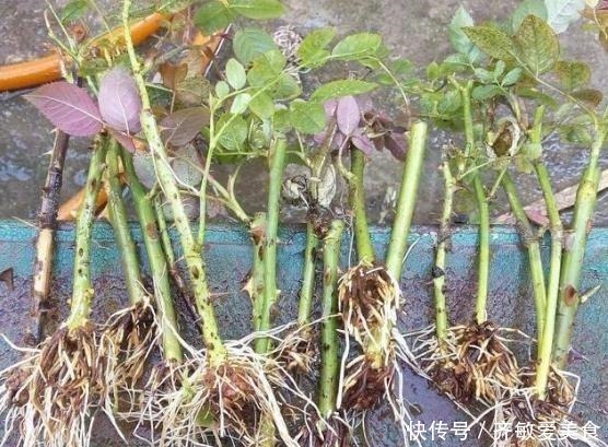 枝条|生根剂不用买,用家家都有的“小东西”,2分钟就能制出来