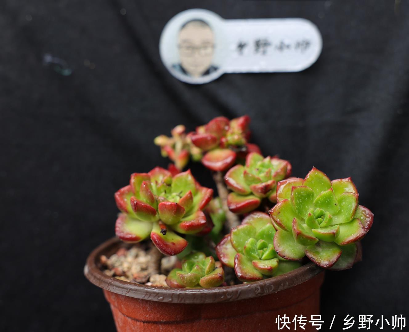 春秋型|夏种型多肉 、冬种型多肉、春秋型多肉,原来多肉还可以这么分