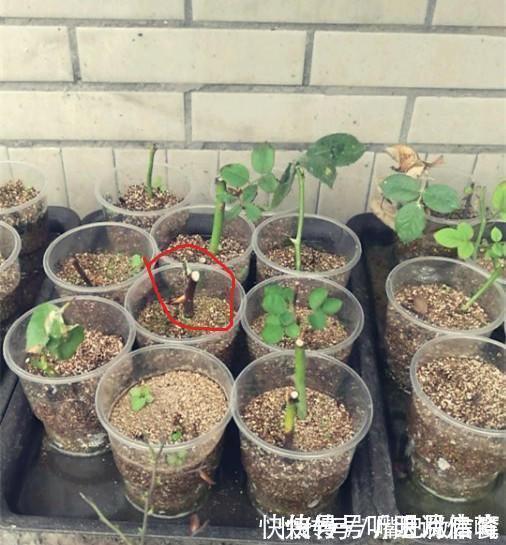生根|扦插月季不生根？用这捂一捂，过几天“冒白根”，变成月季大户