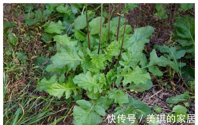 药材|农村这种“野草”，人称“还阳草”，遇见此花，一生喜乐无忧