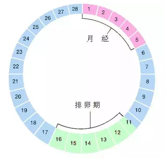 排卵期|备孕三个月，成功怀孕，分享4条经验，备孕的你可以试一试