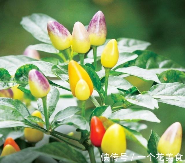 长得像樱桃,城里人把它当盆栽,殊不知做泡菜是一绝,脆爽可口!