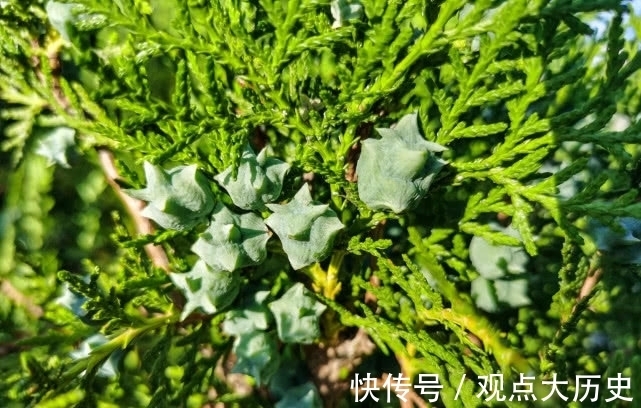 球花|旅行识花，它开花像花又似果，墓地陵园最多却少有人见过它