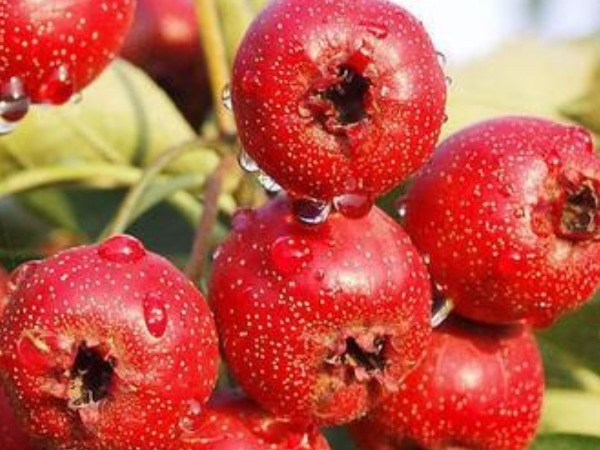 食物|腰酸背痛吃什么食物好四种常见食物可以缓解疼痛,还能补肾