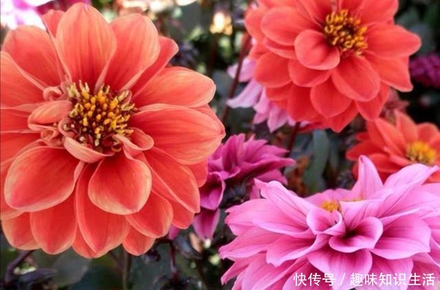 养菊花不如养此花,花开三季,秋后翻出一堆小地瓜!