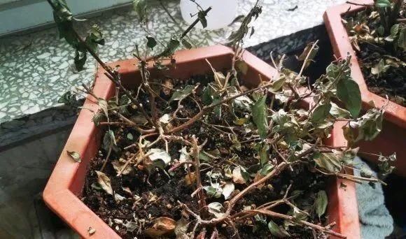 夏天这8种花赶快“断水”,一瓢水就能要了小命