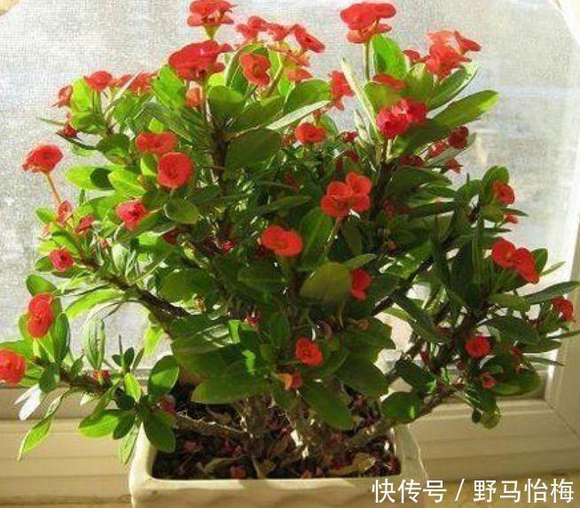 鸢尾花|4种花颜值高又好养，开起花来拦不住，入手不亏