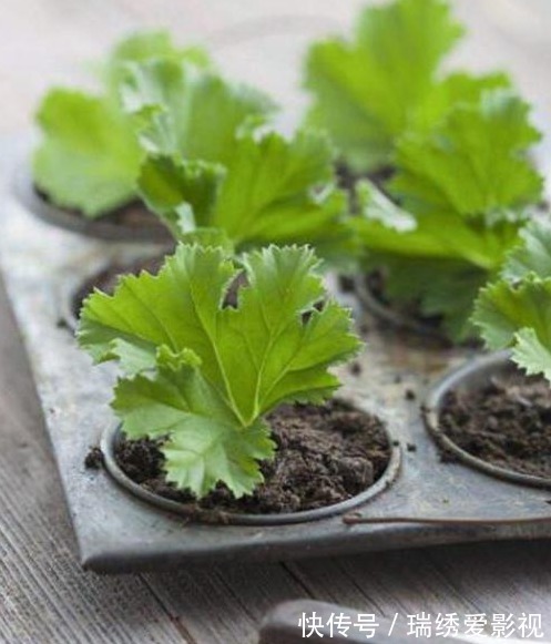 再便宜也不要买!摘几片叶子,就能叶插一整盆!