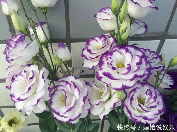 秋天播种次年赏花,此花漂亮不逊月季牡丹,扦插枝条就能活