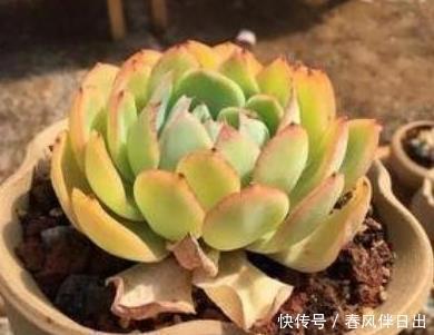 老桩多肉发新根有没有什么巧招?肉友:有而且有3个